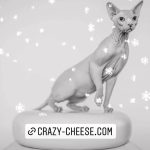 Kind als Crazycheese Kater