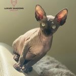 Black Sphynx Kitten / Schwarze Nacktkatze Baby