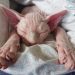 Weiße Sphynx Katze faul im Bett