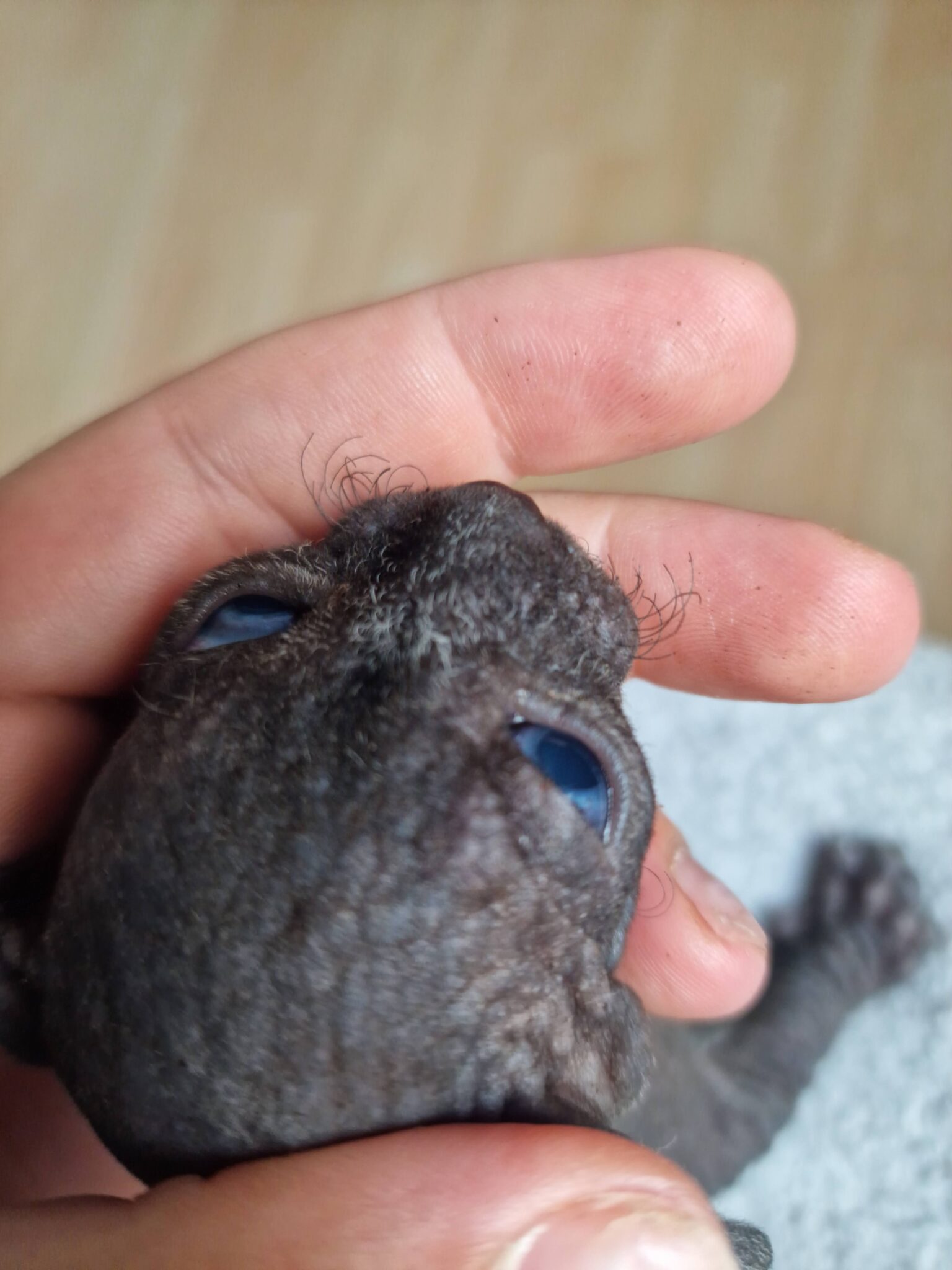 Programm zur Anzucht der Tasthaare Luxury 💎 Shadows