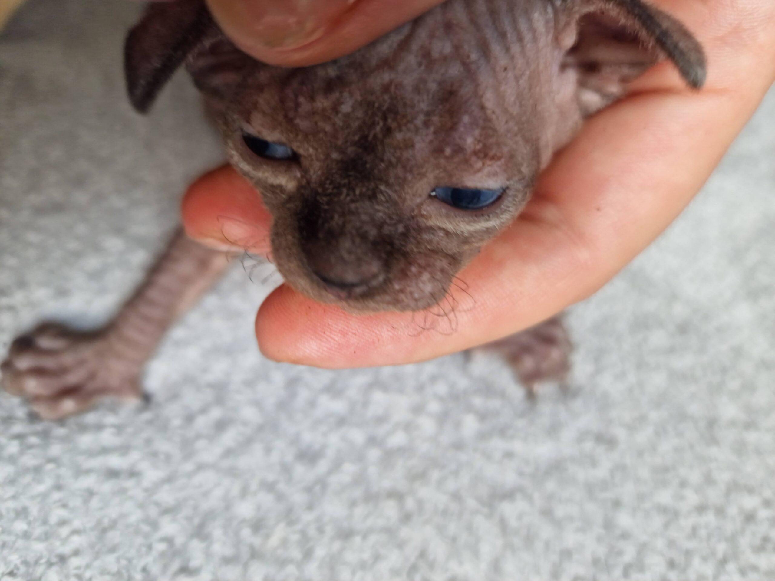 Kitten Tasthaare