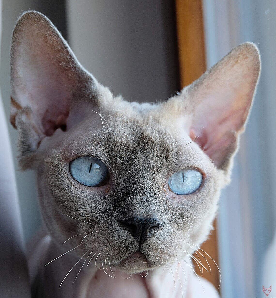 Die 23 meistgestellten Fragen über Sphynx Katzen