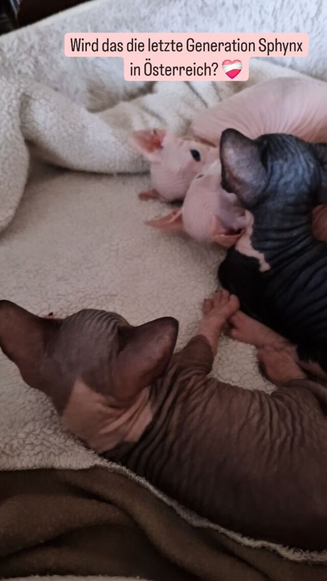 Wird das die letzte Generation Sphynx in Österreich? ❤️‍🩹 

➡️ luxury-shadows.com 

#sphynx #sphynxaustria
#sphynxmittasthaaren #sphynxcatteryofluxuryshadows #sphynxcommunity #sphynxworldwide #sphynxkitten #Österreich #luxury_sphynx #luxurysphynx