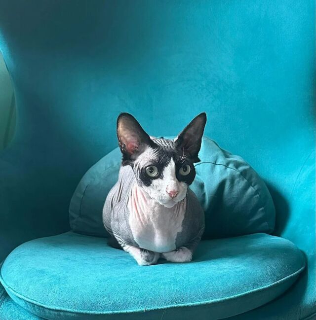 Wir hoffen sehr auf ruhigere Zeiten und die Vernunft von der Politik, dass diese wunderbare Rasse erhalten bleiben kann! ❤️

#luxury_sphynx #luxurysphynx #canadiansphynxcat #canadiansphynx #cats #sphynxcatteryofluxuryshadows #sphynxmittasthaaren #sphynxaustria #sphynxworldwide #sphynxcommunity