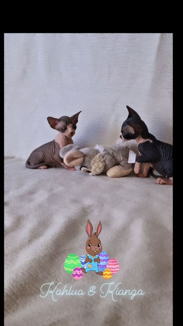 Kahlua & Kianga haben den Osterhasen schon gefunden 😄❤️

#sphynx #canadiansphynxcat #sphynxcat #sphynxmittasthaaren #sphynxcatteryofluxuryshadows #sphynxaustria #luxury_sphynx #luxurysphynx #canadiansphynx #hairlesscat