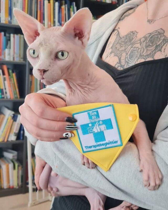 Wir freuen uns soo für ihn! King beginnt seine Ausbildung als Therapiebegleittier und wird in Zukunft vielen Leuten mit seiner Liebe helfen. ❤️

#sphynx #sphynxaustria #sphynxcatteryofluxuryshadows #sphynxkatze #sphynxcat #therapietier #luxury_sphynx #canadiansphynxcat #canadiansphynx #therapie #therapiebegleitkatze #seelentier #therapiebegleitung #extremkurzhaar