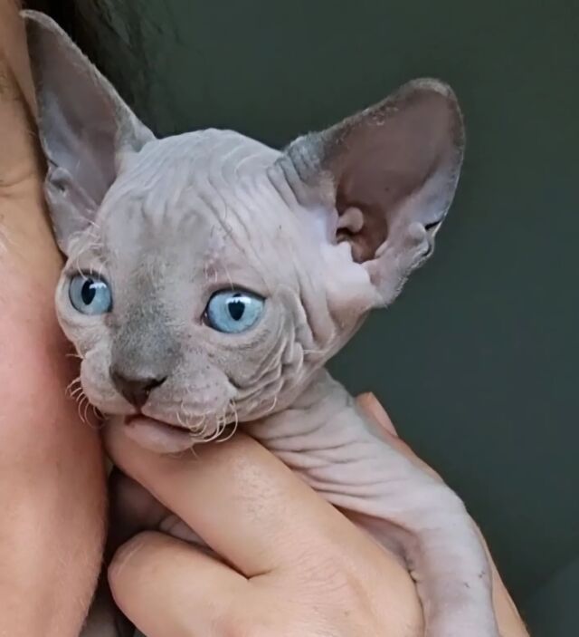 💎 Odin of Luxury Shadows 💎
Unser FIFe Kater Odin, wird zukünftig hoffentlich seine wunderbaren Tasthaare weiter vererben! ❤️

#sphynx #sphynxcat #canadiansphynx #luxuryshadows #extremkurzhaar #extremeshorthair #sphynxmittasthaaren #luxury_shadows #sphynxkitten #sphynxworld #sphynxworldwide #sphynxcommunity #sphynxofinstagram #sphynxlove #sphynxofaustria #insta_sphynx