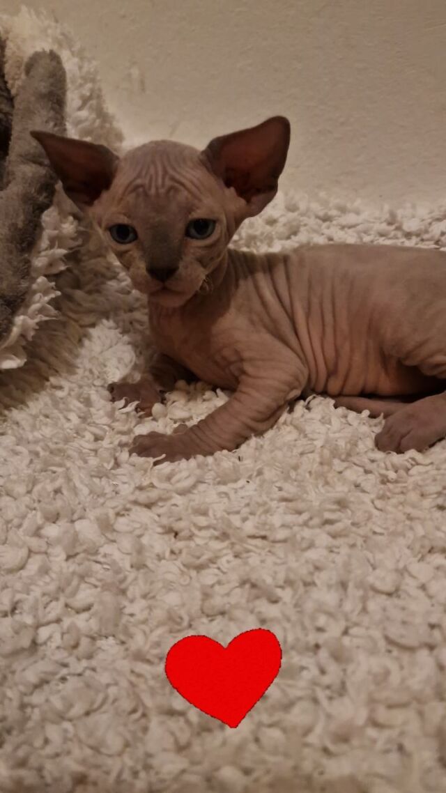 Ein kleiner Baby Frodo 🥰😃 ganz der Papa!

#Kitten #sphynxkatze #sphynx #sphynxmittasthaaren #sphynxcatteryofluxuryshadows #extremkurzhaar #extremeshorthaircat #sphynxaustria #luxury_sphynx #sphynxcatteryofluxuryshadows #canadiansphynx #canadiansphynxcat #sphynxlove #sphynxworldwide #sphynxcommunity @insta_sphynx