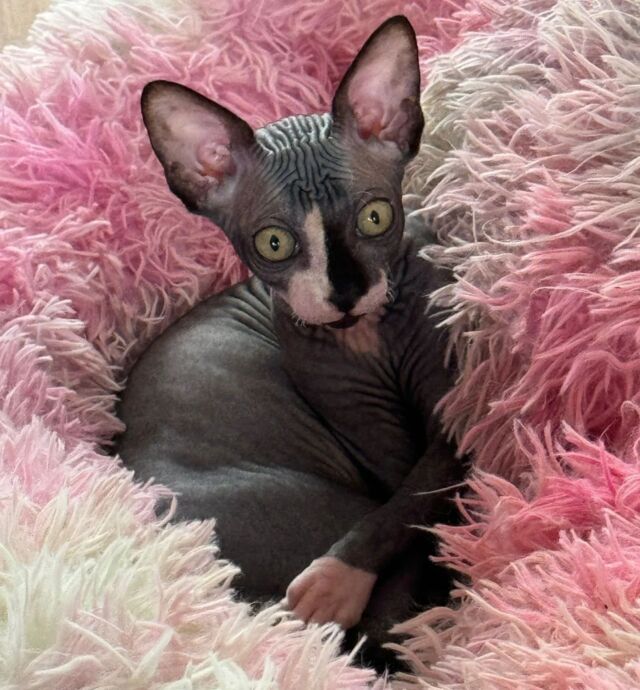 Mylene 🥰 das neue Bettchen sieht sehr kuschelig aus.

#sphynx #sphynxofaustria #sphynxaustria #sphynxcatteryofluxuryshadows ##sphynxkatze #luxury_shadows #luxuryshadows #canadiansphynx #extremeshorthair #extremkurzhaar #extremeshorthaircat #sphynxofinstagram #sphynxcommunity #sphynxlove #sphynxkitten