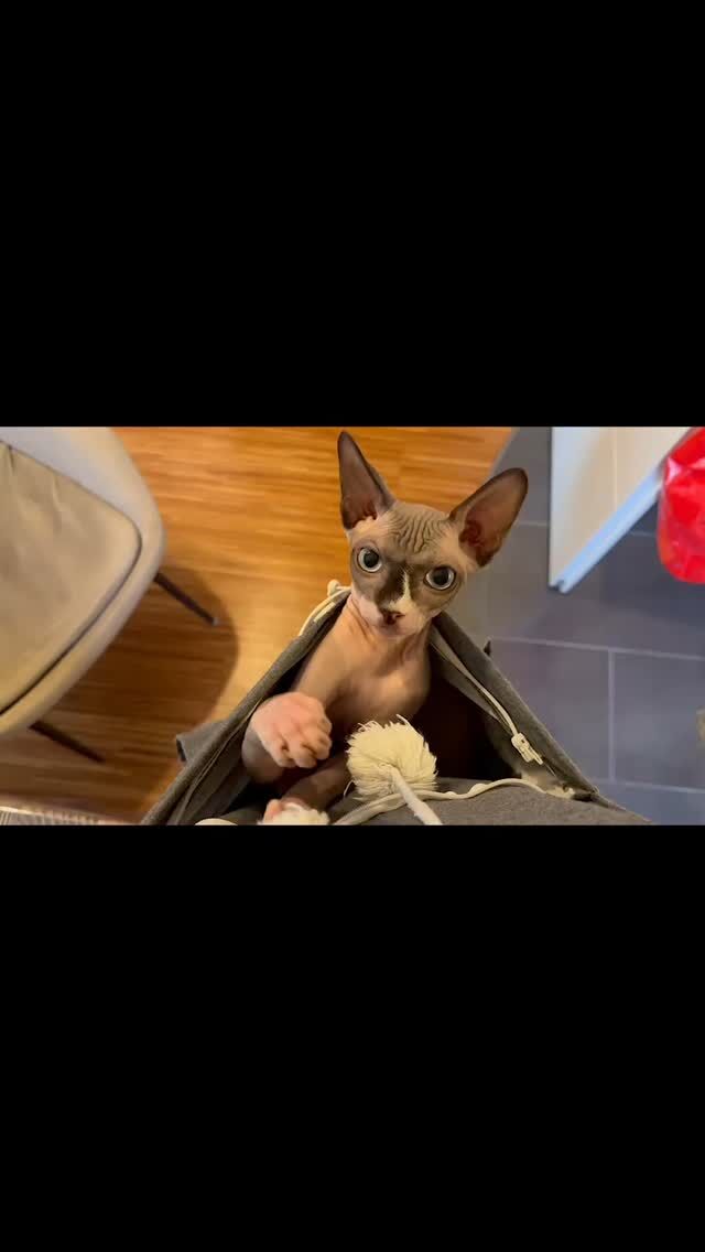 Das "must have" für Sphynx Besitzer! 👍😂❤️

#sphynx #canadiansphynx #sphynxcatteryofluxuryshadows #sphynxaustria #extremkurzhaar #extremeshorthaircat #canadiansphynxcat #luxury_sphynx #sphynxcat #sphynxcommunity #sphynxkitten #sphynxlove #sphynxworldwide #sphynxworld