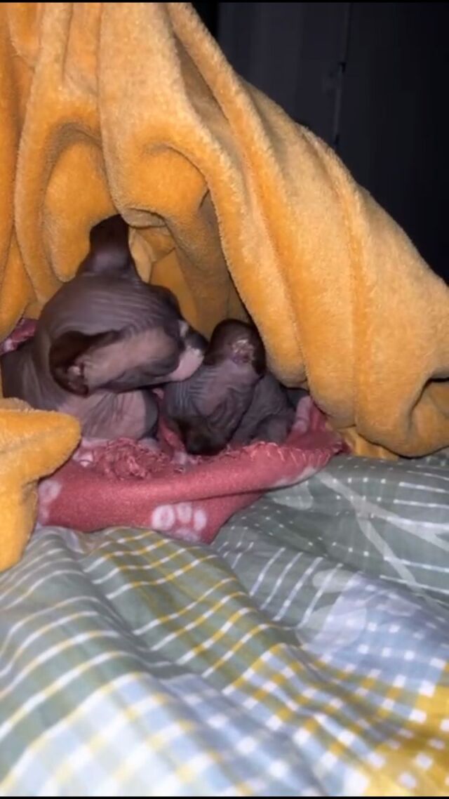 Mon Cheri & Nero verstehen sich schon sehr gut 🥰 gemeinsam kuscheln ist einfach besser!

#sphynx #canadiansphynx #sphynxcatteryofluxuryshadows #extremkurzhaar #sphynxaustria #extremeshorthaircat #sphynxcat #sphynxofinstagram #sphynxkatze #sphynxmittasthaaren #sphynxworldwide #sphynxkitten #extremkurzhaarkatze