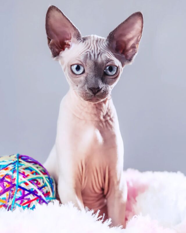 💎 Odin of Luxury Shadows 💎

Foto by Simone Attisani Photography

#sphynx #canadiansphynxcat #canadiansphynx #luxury_shadows #luxury_sphynx #luxuryshadows #sphynxmittasthaaren #sphynxcatteryofluxuryshadows #sphynxofaustria ##sphynxaustria #sphynxkatze #sphynxcommunity #sphynxworldwide #sphynxkitten #extremeshorthaircat #extremkurzhaar #FIFe #worldcatshow #sphynxlove @sphynx_lovers_club