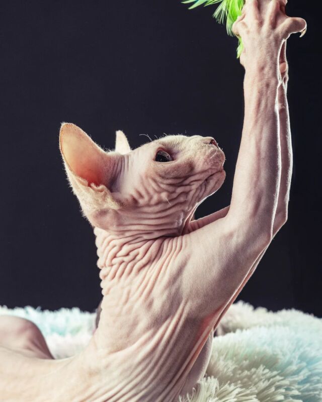 💎 King of Luxury Shadows 💎 

By Simone Attisani 

#luxury_shadows #luxuryshadows #canadiansphynxcat #canadiansphynx #extremeshorthaircat #sphynxaustria #sphynxofinstagram #sphynxcommunity #sphinxcat #sphynxkitten #sphynxlove #sphynxworld #sphynxkatze #extremkurzhaar #sphynxcatteryofluxuryshadows #sphynxmittasthaaren #sphynx