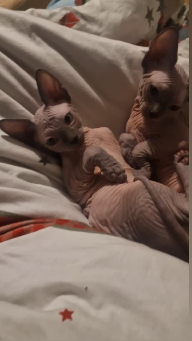 Sphynx Brüder Liebe 🥰 Quattro & Quicksilver 

#sphynx #canadiansphynx #sphynxcatteryofluxuryshadows #sphynxaustria #extremkurzhaar #extremeshorthaircat #canadiansphynxcat #luxury_sphynx #sphynxmittasthaaren #sphynxworldwide #sphynxkitten