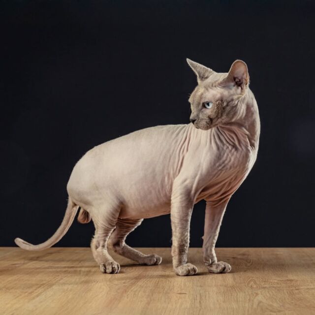 Unser Canadian Sphynx Kater Frodo, der sowohl seine kräftige Statur als auch seine wunderbaren Tasthaare vererbt 🥰

Danke an @simoneattisani für die Fotos!

#Sphynx #luxury_shadows #luxurysphynx #canadiansphynxcat #sphynxcat #extremeshorthaircat #extremkurzhaar #sphynxaustria #sphynxmittasthaaren #FIFe #sphynxcatteryofluxuryshadows #sphynxofinstagram #sphynxkatze #sphynxworldwide