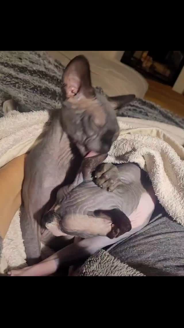 Nero & Mon Cheri 🥰

#sphynx #canadiansphynxcat #sphynxlove #sphynxcatteryofluxuryshadows #sphynxaustria #extremkurzhaar #extremeshorthaircat #canadiansphynxcat #sphynxworldwide #luxury_sphynx