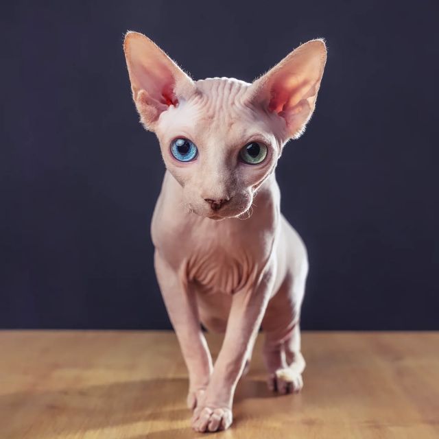 King junior 💙

#luxury_shadows #sphynx #sphynxforbreeding #canadiansphynxcat #canadiansphynx #extremeshorthaircat #extremkurzhaar #sphynxaustria #sphynxmittasthaaren #FIFe #worldcatshow #sphynxlove #sphynxkitten #sphynxworldwide #oddeyedcat #oddeyes #Kitten #sphynxkatze #sphynxcat #sphynxcommunity #sphynxworldwide #sphynxcatteryofluxuryshadows #nacktkatze #hairlesscat #sphynxismyworld #forbreeding #forsale