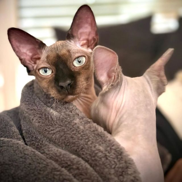 Nougat & Osiris of Luxury Shadows 😍

#sphynx #sphynxmittasthaaren #sphynxcat #canadiansphynxcat #canadiansphynx #extremeshorthaircat #extremkurzhaar #luxury_shadows #luxury_sphynx #sphynxofinstagram