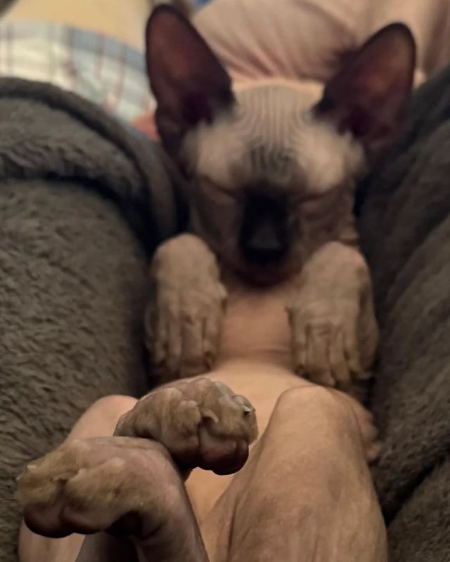 Pandora of Luxury Shadows ❤️

Wie schlafen denn eure so? 😄

#sphynx #luxury_shadows #luxury_sphynx ##luxurysphynx ##sphynxaustria #canadiansphynx #canadiansphynxcat #extremeshorthaircat #extremkurzhaar #sphynxmittasthaaren #sphynxkitten #sphynxkatze