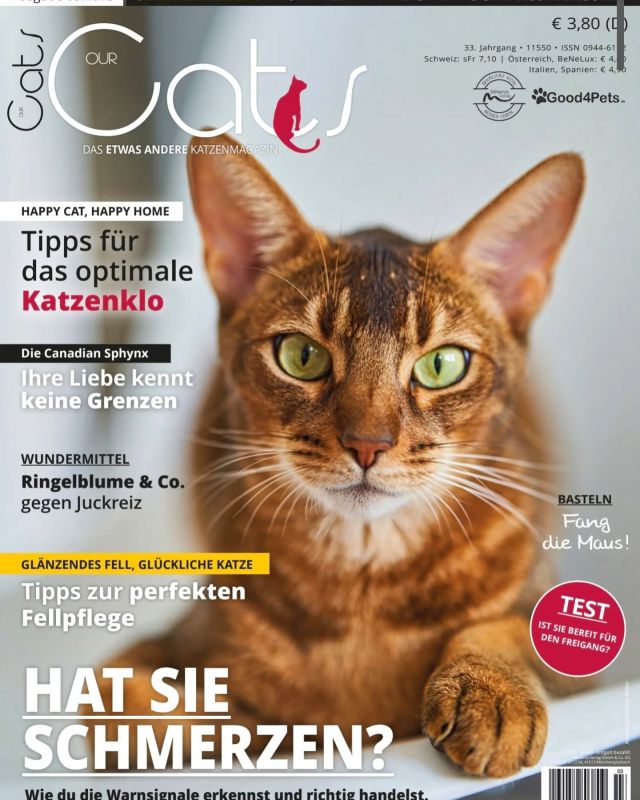 Rasseporträt Canadian Sphynx 

Danke @ourcatsofficial für die Möglichkeit, diese liebenswerte Rasse vorstellen zu können! ❤️
Die aktuelle Ausgabe gibt es hier:
https://minervaverlag.de/our-cats/

@simoneattisani Danke für die tollen Bilder!

#sphynx #sphynxmittasthaaren #sphynxcat #sphynxcatteryofluxuryshadows #sphynxaustria #sphynxkatze #sphynxcat #sphynxcommunity #sphynxkitten #sphynxlove #sphynxworld #sphynxworldwide #luxury_shadows #extremeshorthaircat #extremkurzhaar #canadiansphynxcat #canadiansphynx